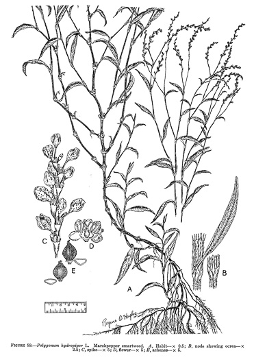 drawing of Persicaria hydropiper, Marshpepper Smartweed, Waterpepper