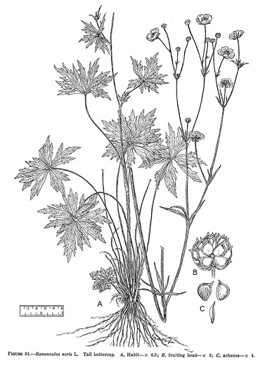 image of Ranunculus acris, Tall Buttercup, Bitter Buttercup