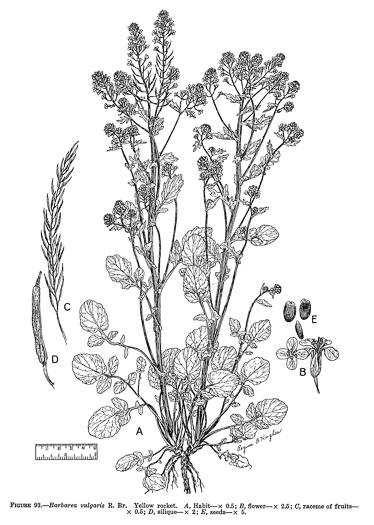 drawing of Barbarea vulgaris, Yellow Rocket-cress, Common Winter-cress, Yellow Rocket, Creasy