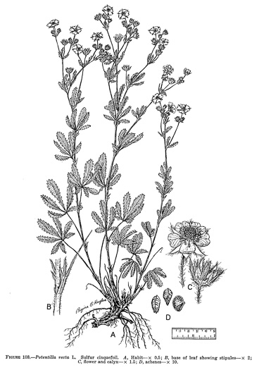 image of Potentilla recta, Rough-fruited Cinquefoil, Sulphur Cinquefoil, Sulphur Five-fingers