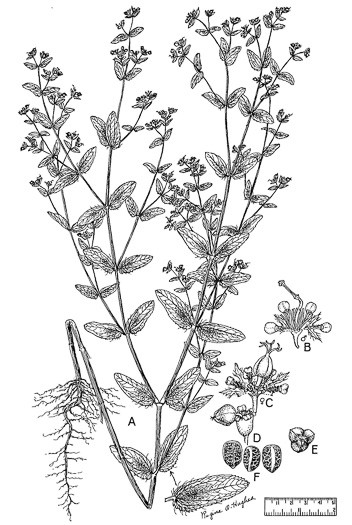 drawing of Euphorbia nutans, Eyebane, Upright Spotted Spurge, Nodding Spurge