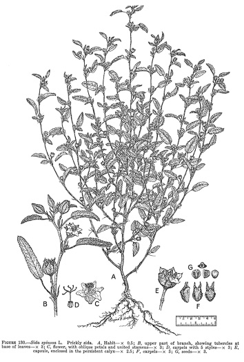 image of Sida spinosa, Prickly Fanpetals, Prickly Sida, Prickly Mallow, False-mallow