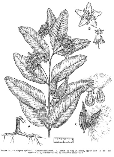 drawing of Asclepias syriaca, Common Milkweed