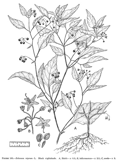 drawing of Solanum americanum, American Black Nightshade