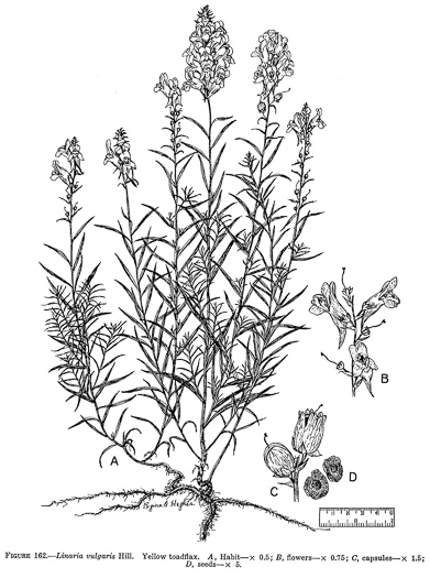drawing of Linaria vulgaris, Butter-and-eggs, Yellow Toadflax, Wild-snapdragon
