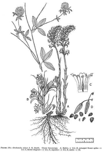 drawing of Orobanche minor, Lesser Broomrape, Small Broomrape, Hellroot