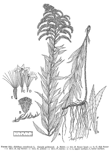 image of Solidago canadensis var. canadensis, Canada Goldenrod
