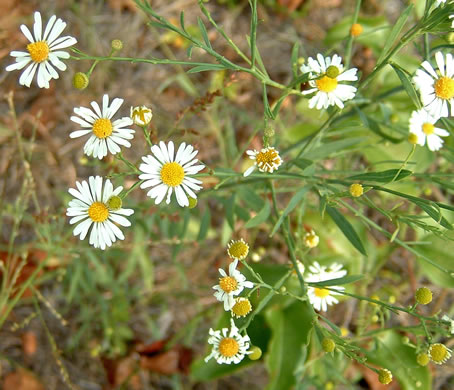 image of Boltonia diffusa var. diffusa, Southern Doll's-daisy, Boltonia, Smallhead Doll's-daisy