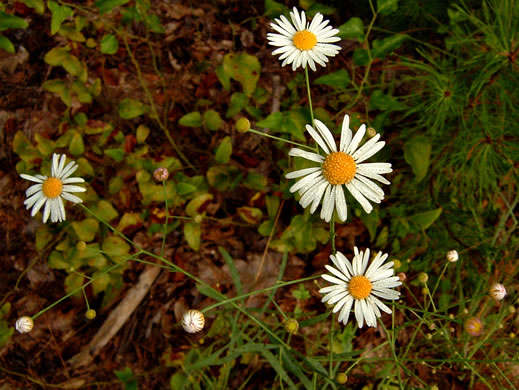 image of Boltonia diffusa var. diffusa, Southern Doll's-daisy, Boltonia, Smallhead Doll's-daisy