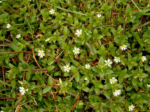 image of Cerastium fontanum ssp. vulgare, Common Mouse-ear Chickweed