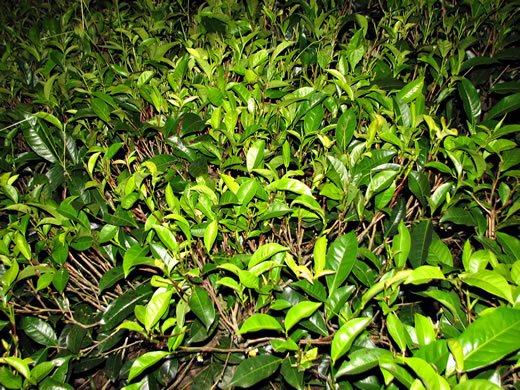 image of Camellia sinensis, Tea