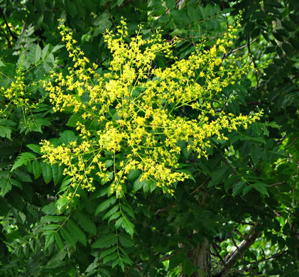 image of Koelreuteria paniculata, Golden Rain-tree