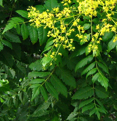 Koelreuteria paniculata, Golden Rain-tree