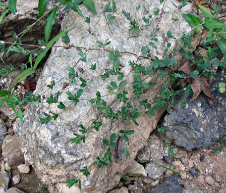 image of Kummerowia stipulacea, Korean-clover, Korean Lespedeza
