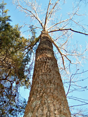 image of Populus deltoides ssp. deltoides, Eastern Cottonwood