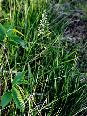 image of Poa pratensis ssp. pratensis, Kentucky Bluegrass, Junegrass, Speargrass