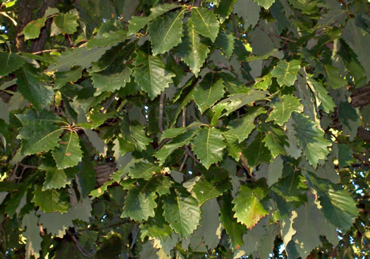 image of Quercus bicolor, Swamp White Oak