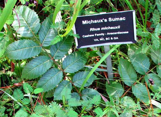 image of Rhus michauxii, Michaux's Sumac, Dwarf Sumac, False Poison Sumac