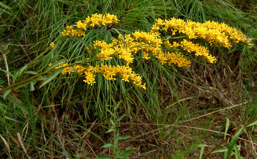 image of Solidago pinetorum, Small's Goldenrod, Pineywoods Goldenrod