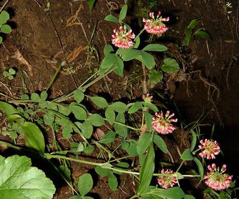Trifolium reflexum, Buffalo Clover