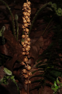 image of Goodyera pubescens, Downy Rattlesnake-orchid, Downy Rattlesnake-plantain
