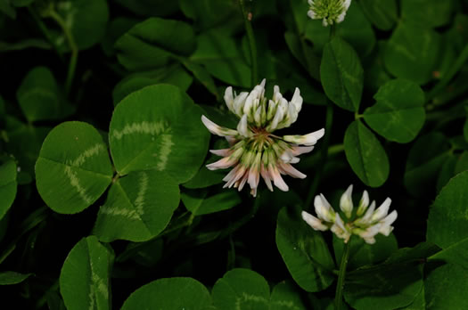 image of Trifolium repens, White Clover, White Dutch Clover, Ladino Clover