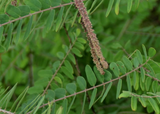 image of Amorpha herbacea var. herbacea, Leadplant, Dwarf Indigo-bush, Clusterspike Indigo-bush