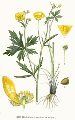drawing of Ranunculus acris, Tall Buttercup, Bitter Buttercup
