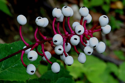 Actaea pachypoda, Doll's-eyes, White Baneberry, White Cohosh