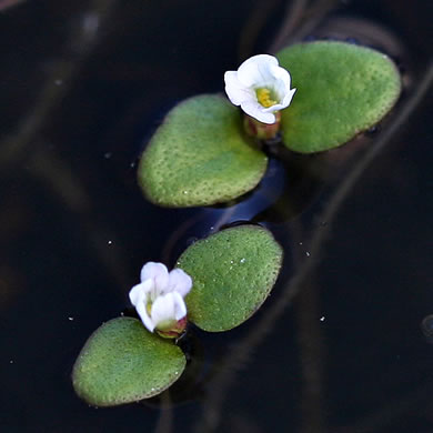 Gratiola amphiantha, Pool-sprite, Snorkelwort, Little Amphianthus