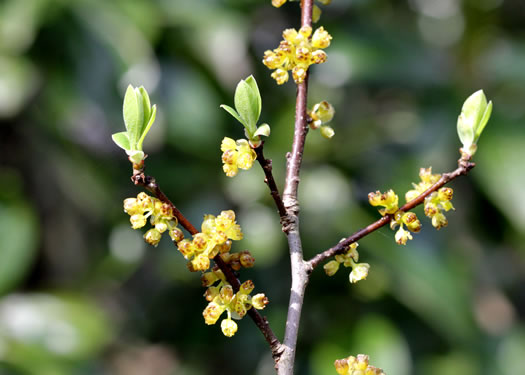 image of Lindera subcoriacea, Bog Spicebush, Streamhead Spicebush