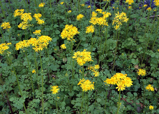 image of Packera glabella, Butterweed, Smooth Ragwort, Smooth Groundsel, Yellowtop