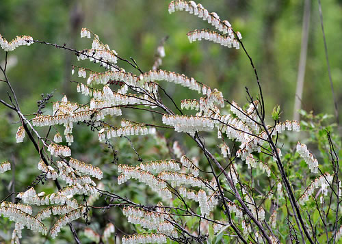 image of Eubotrys racemosus, Coastal Fetterbush, Swamp Sweetbells, Swamp Leucothoe, Swamp Fetterbush