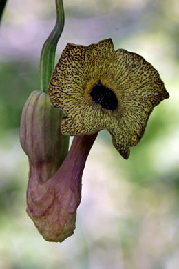 image of Isotrema macrophyllum, Dutchman's Pipe, Pipevine