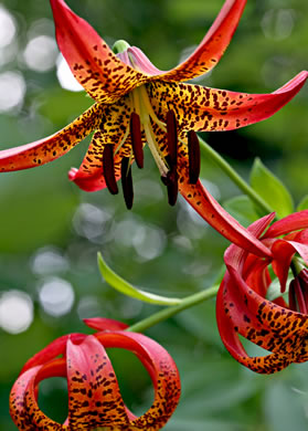 image of Lilium pyrophilum, Sandhills Lily, Sandhills Bog Lily, Fire Lily