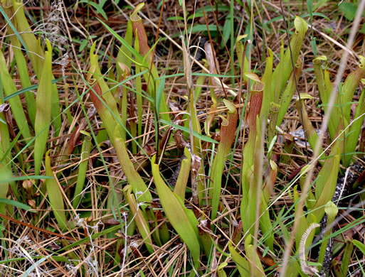 image of Sarracenia rubra ssp. rubra, Carolina Sweet Pitcherplant, Carolina Redflower Pitcherplant, Red Pitcherplant, Sweet Pitcherplant