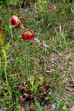 image of Sarracenia purpurea var. venosa, Southern Purple Pitcherplant, Frog's Breeches, Hunter's Cup