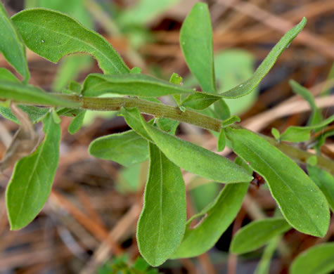 image of Sericocarpus tortifolius, Twisted-leaf Whitetop Aster, Dixie Whitetop Aster