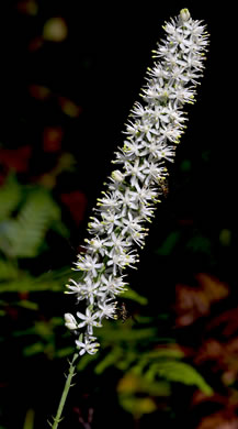 image of Tofieldia glabra, Carolina Bog Asphodel, White Asphodel