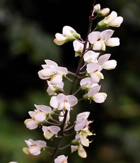 Baptisia albescens