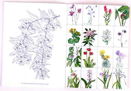 page from American Wild Flowers Coloring Book