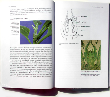 page from Botany for Gardeners by Brian Capon