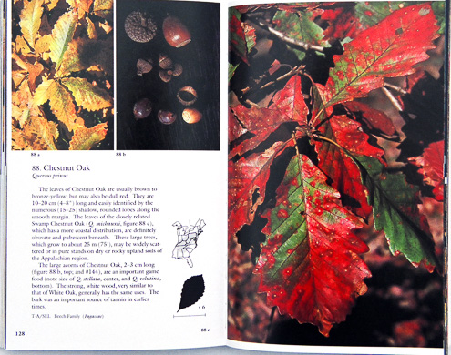 page from Fall Color and Woodland Harvests by C. Ritchie Bell and Anne H. Lindsey