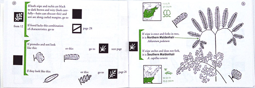 page from Fern Finder by Anne C. Hallowell and Barbara G. Hallowell