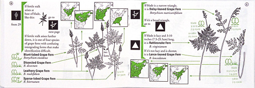 page from Fern Finder by Anne C. Hallowell and Barbara G. Hallowell