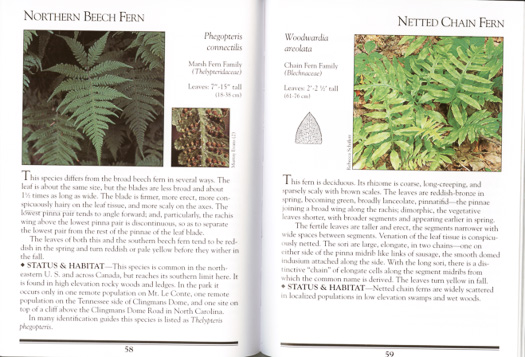 page from Ferns of the Smokies by Murray Evans