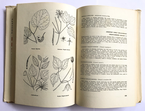 page from How to Recognize Shrubs