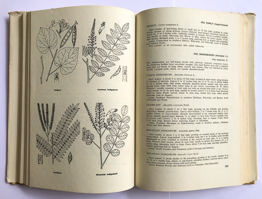 page from How to Recognize Shrubs