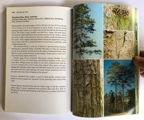 page from Identifying Trees