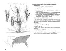 page from 100 Native Forage Grasses in 11 Southern States